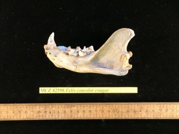 Media type: image;   Mammalogy 42598
